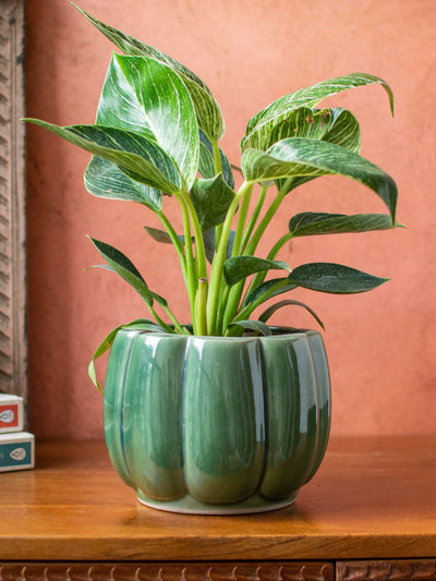 Ceramic Tabletop Planter Green