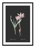 Wall Prints - Colchicum variegatum - Dark