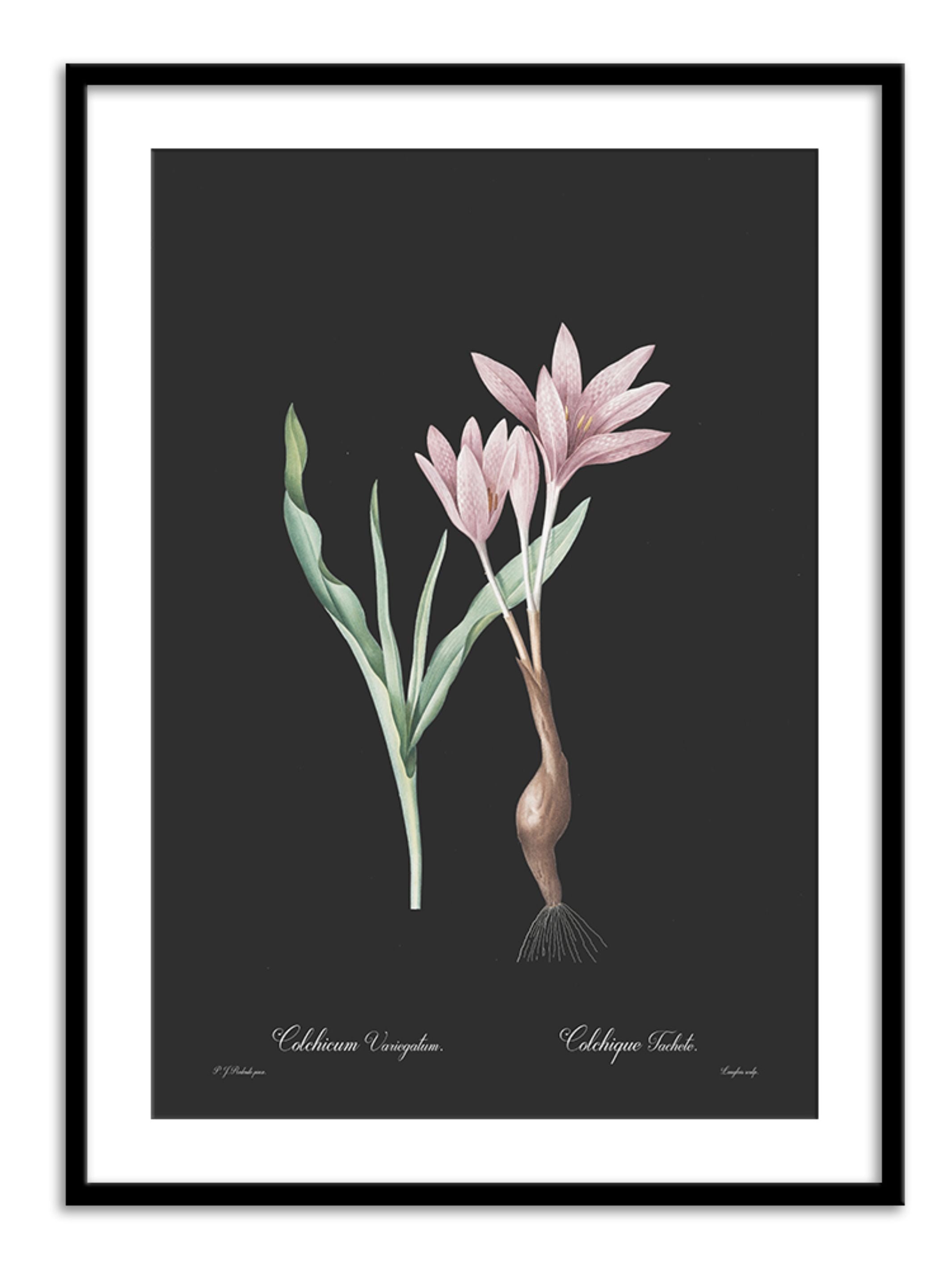 Wall Prints - Colchicum variegatum - Dark