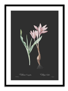 Wall Prints - Colchicum variegatum - Dark