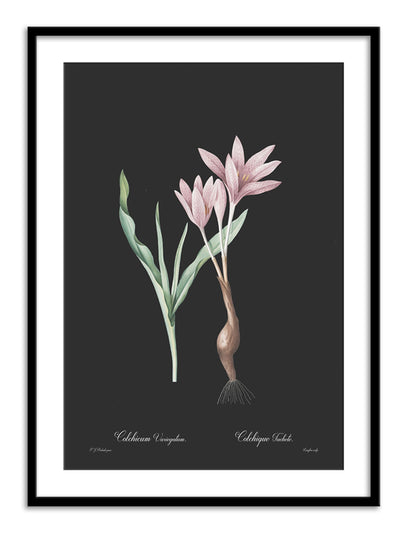 Wall Prints - Colchicum variegatum - Dark
