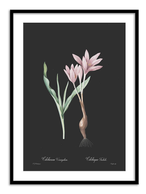 Wall Prints - Colchicum variegatum - Dark