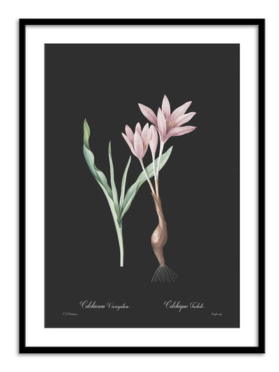 Colchicum variegatum - Dark Wall Prints