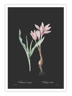 Wall Prints - Colchicum variegatum - Dark