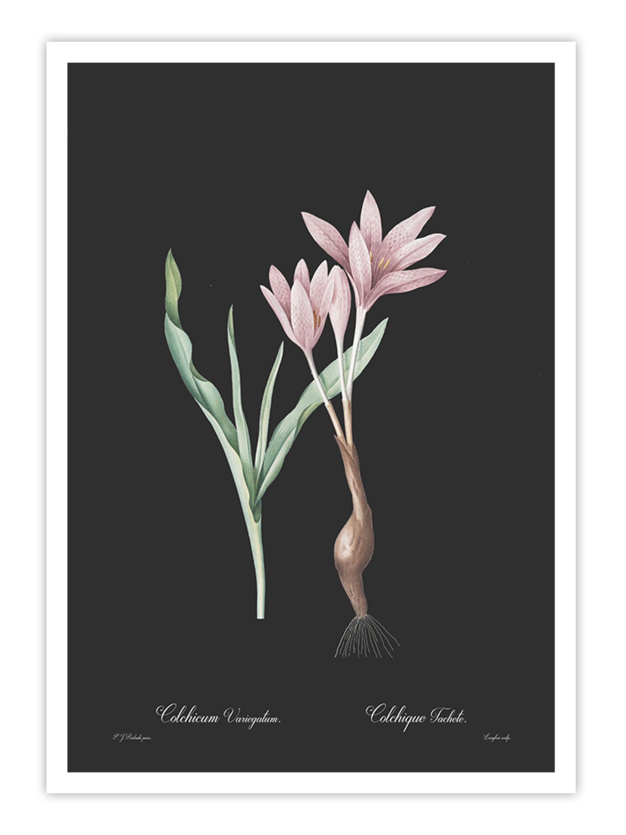 Wall Prints - Colchicum variegatum - Dark