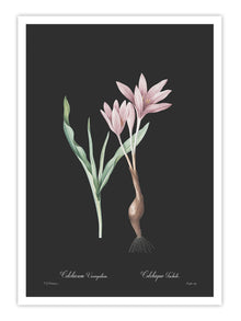 Wall Prints - Colchicum variegatum - Dark