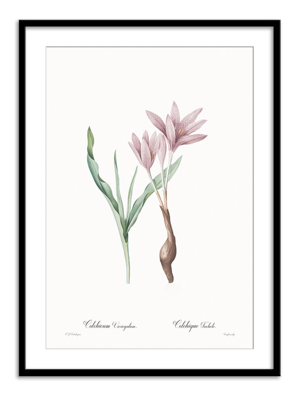 Wall Prints - Colchicum variegatum