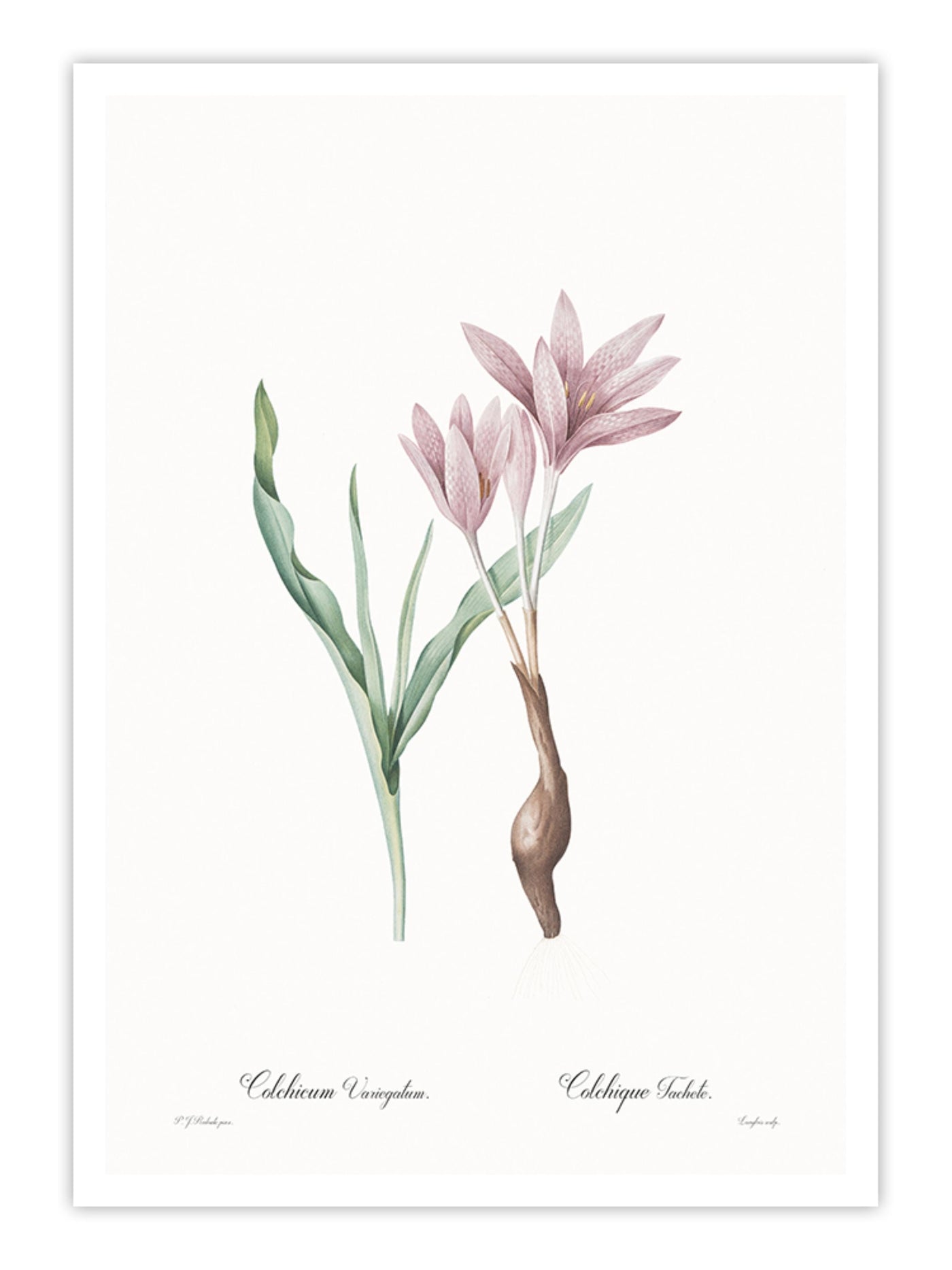 Colchicum variegatum Wall Prints