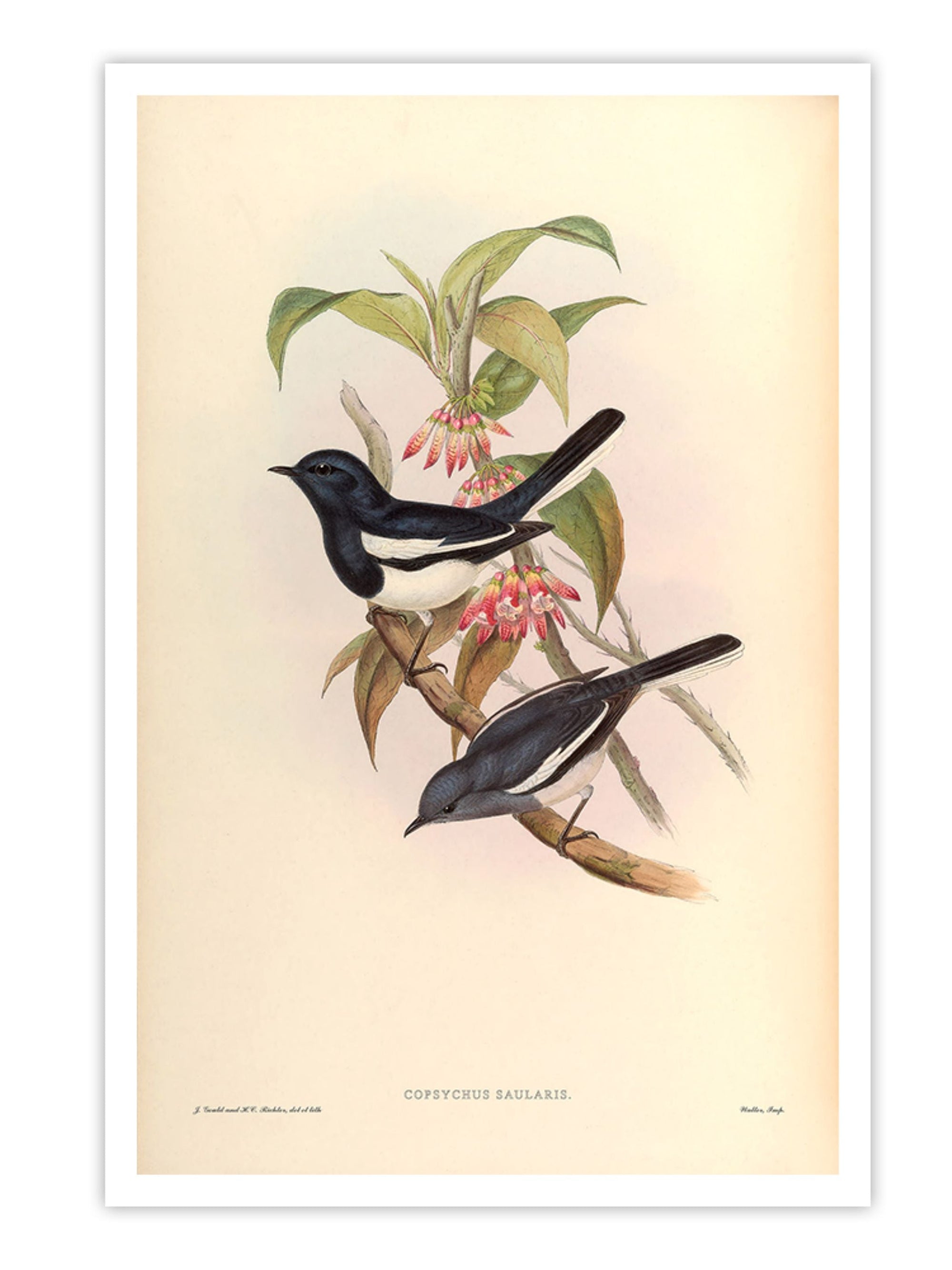 Wall Prints - Copsychus Saularis