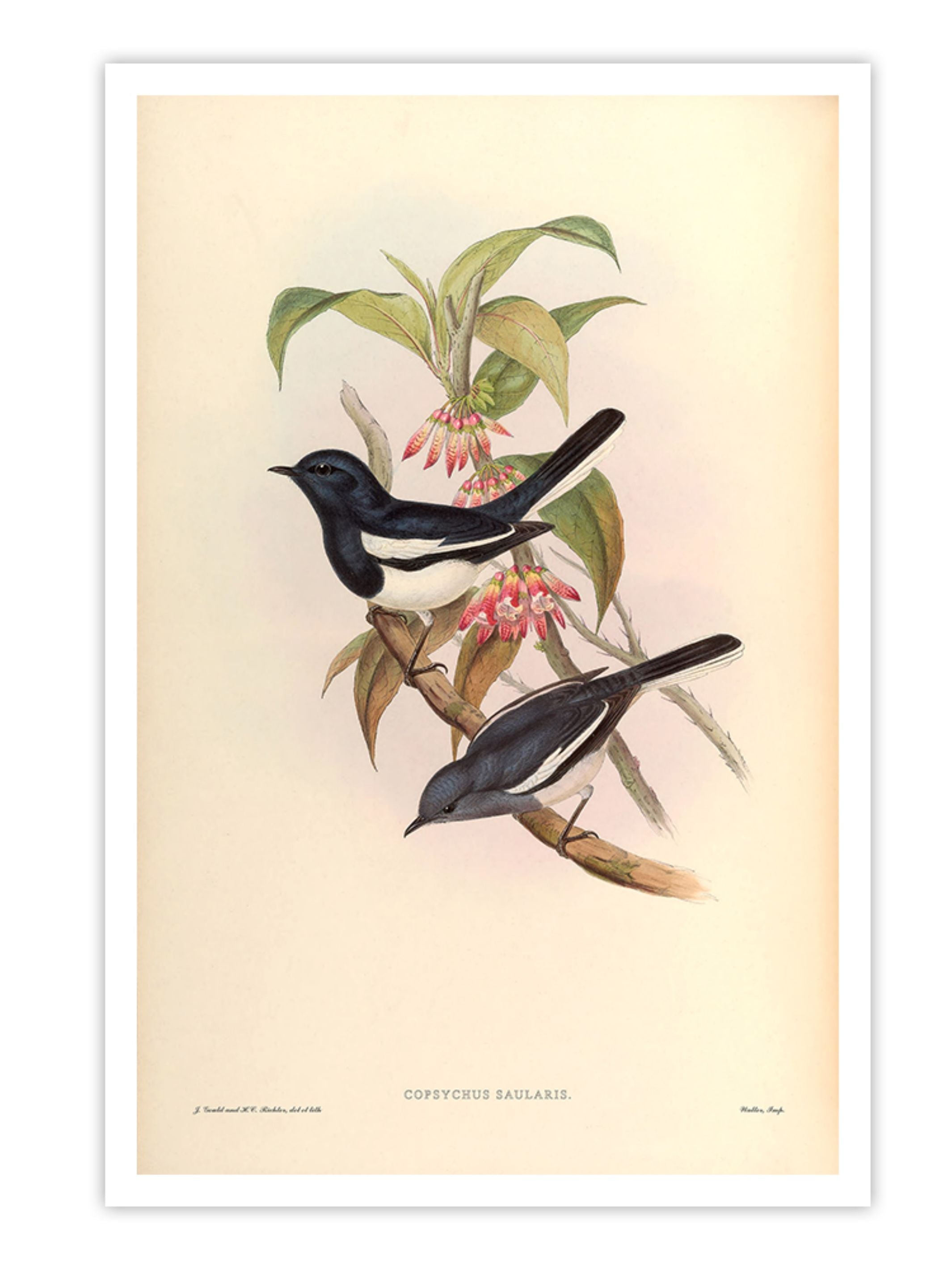 Wall Prints - Copsychus Saularis
