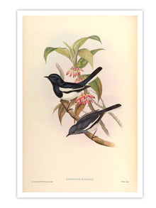 Wall Prints - Copsychus Saularis