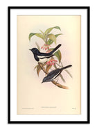 Wall Prints - Copsychus Saularis