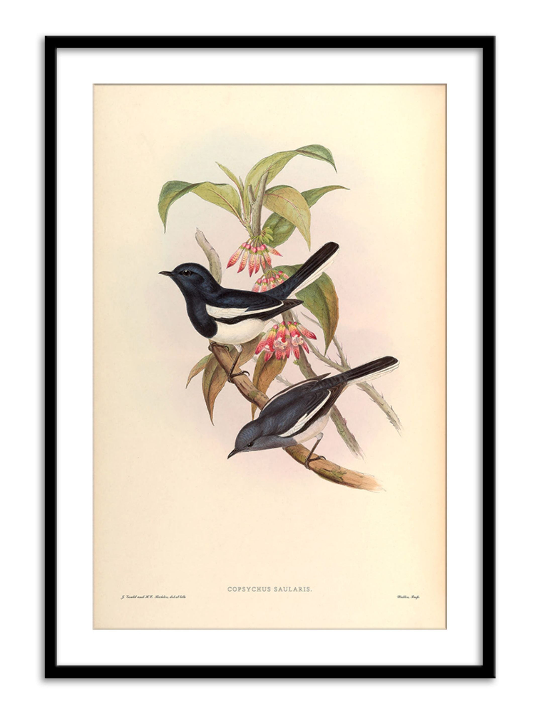 Wall Prints - Copsychus Saularis