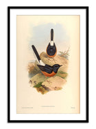 Wall Prints - Copsychus Suavis