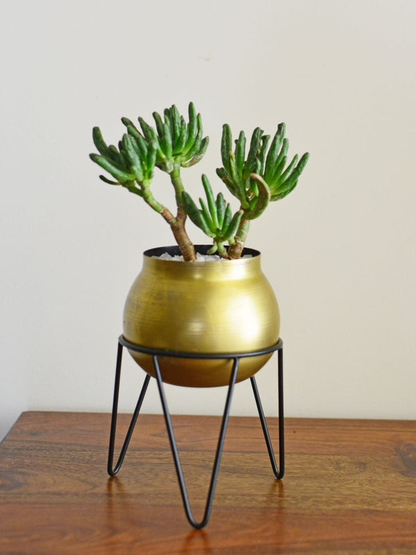 Crescent succulent Planter Medium