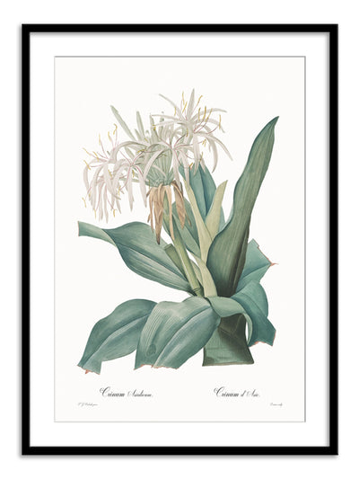 Wall Prints - Crinum asiaticum
