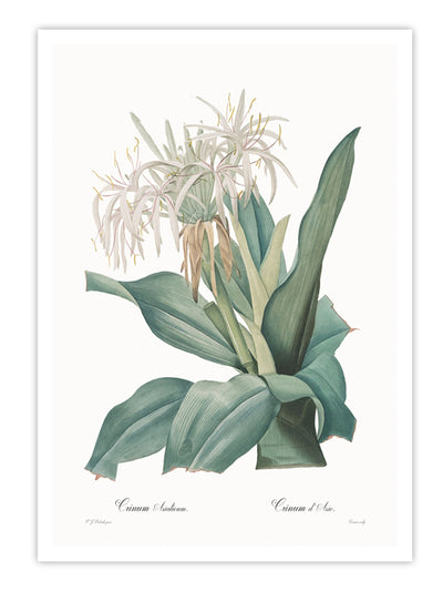 Wall Prints - Crinum asiaticum