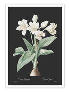 Wall Prints - Crinum giganteum - Dark