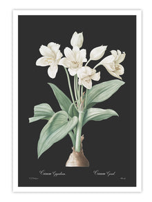 Wall Prints - Crinum giganteum - Dark