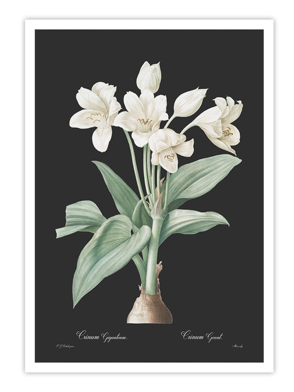 Wall Prints - Crinum giganteum - Dark