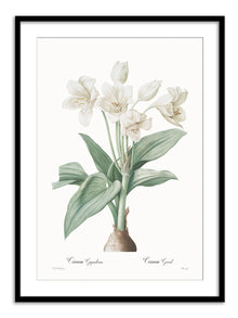 Wall Prints - Crinum giganteum