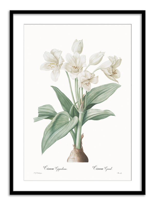 Wall Prints - Crinum giganteum