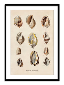 Wall Prints - Dolium - Columbella