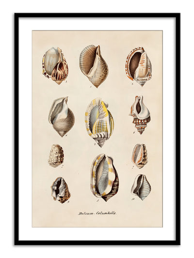 Wall Prints - Dolium - Columbella