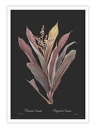 Wall Prints - Dracaena terminalis - Dark