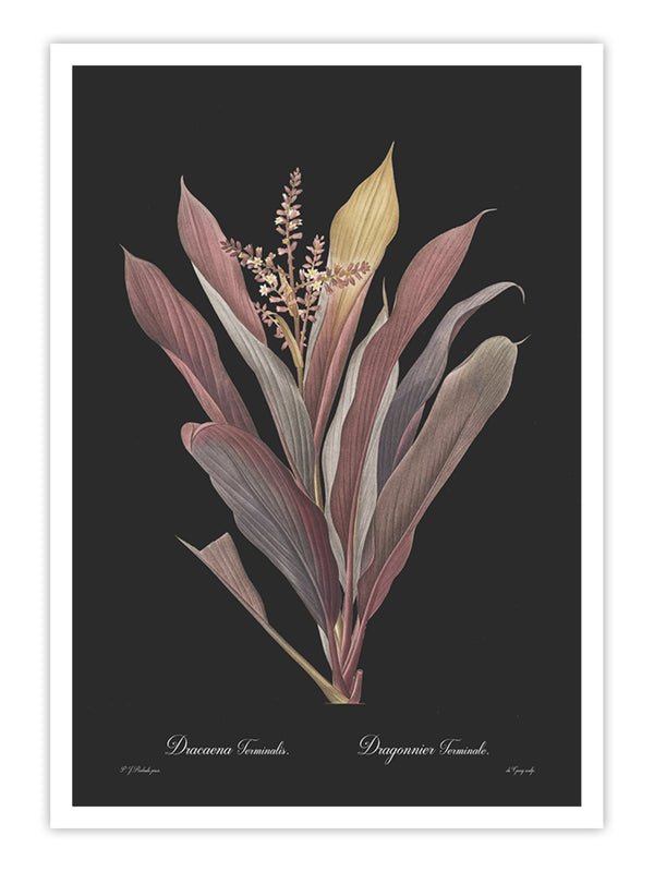 Wall Prints - Dracaena terminalis - Dark