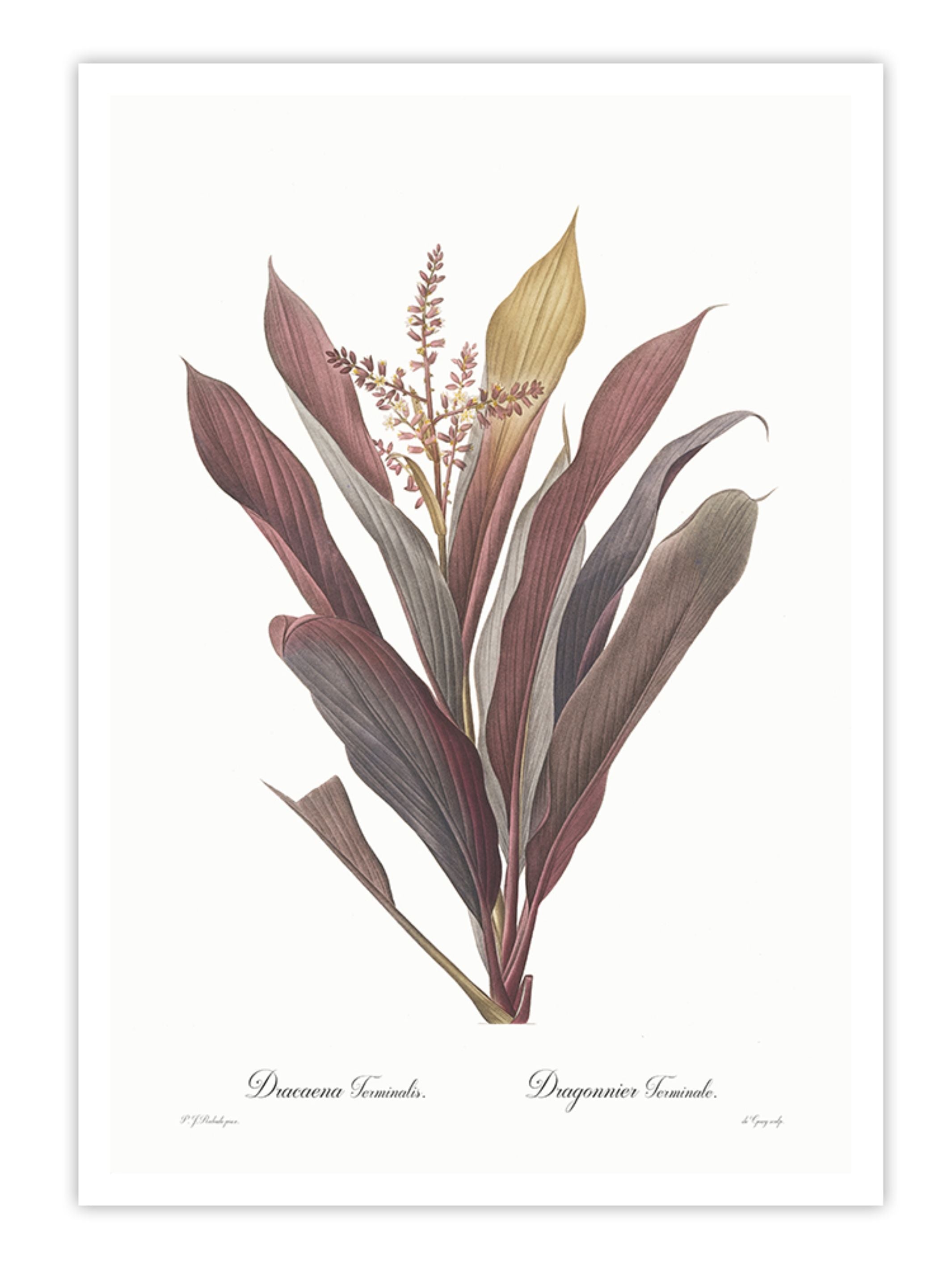 Wall Prints - Dracaena terminalis