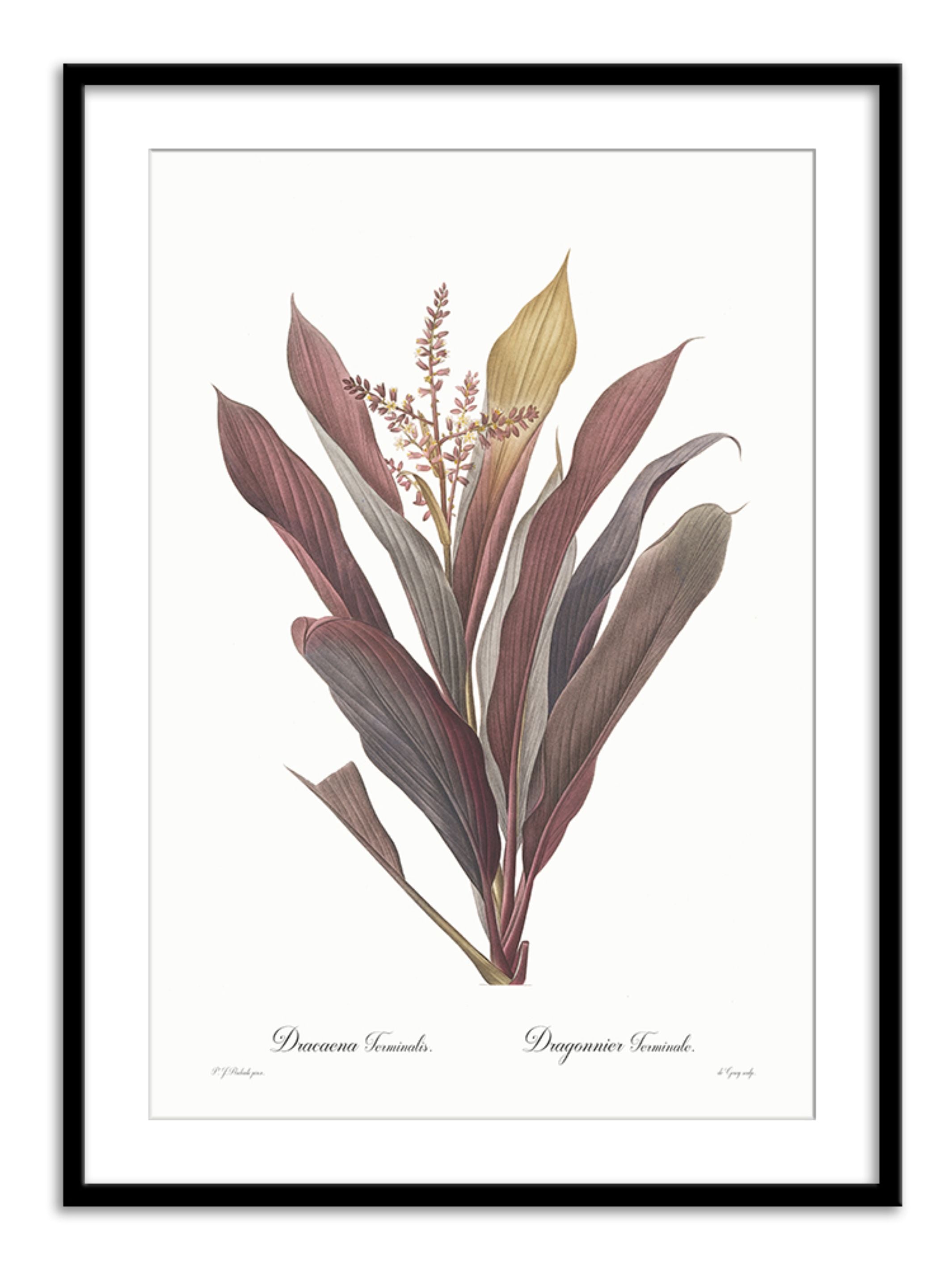Wall Prints - Dracaena terminalis