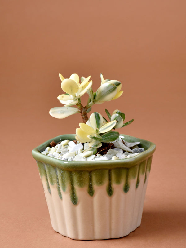 Dripped Ceramic Planter