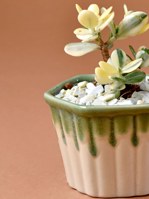 Dripped Ceramic Planter