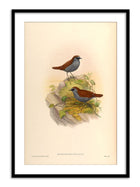 Wall Prints - Drymochares Stellatus