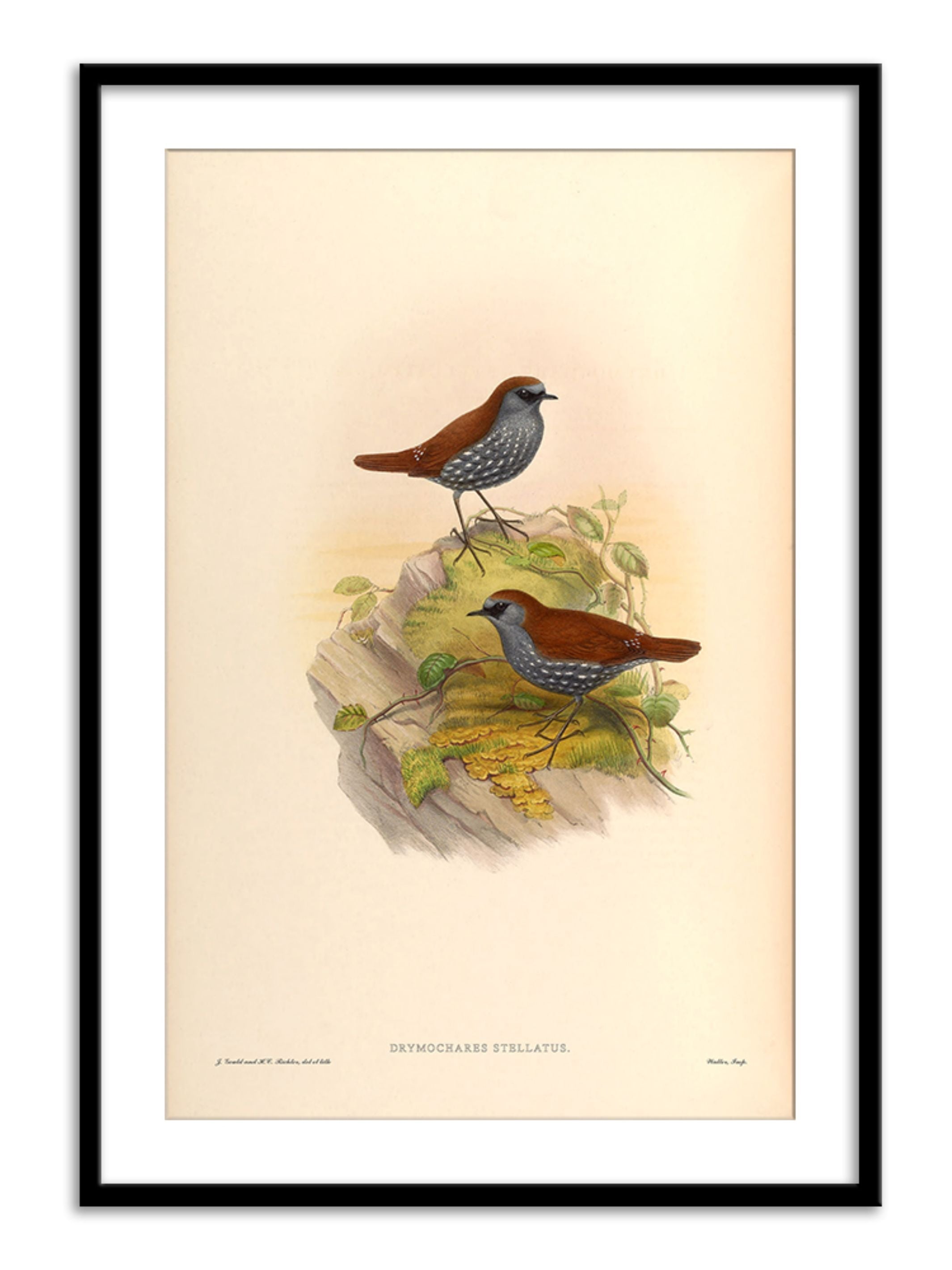 Wall Prints - Drymochares Stellatus