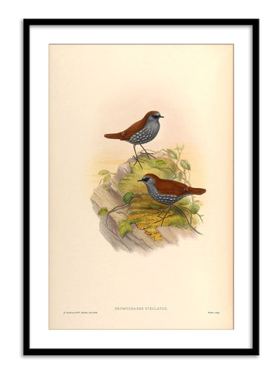 Wall Prints - Drymochares Stellatus