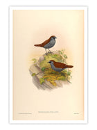 Wall Prints - Drymochares Stellatus