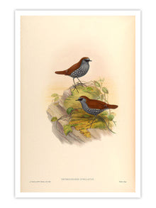 Wall Prints - Drymochares Stellatus