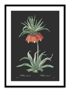 Wall Prints - Fritillaria imperialis - Dark