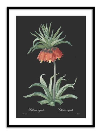Fritillaria imperialis - Dark Wall Prints