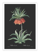 Wall Prints - Fritillaria imperialis - Dark