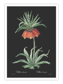 Wall Prints - Fritillaria imperialis - Dark