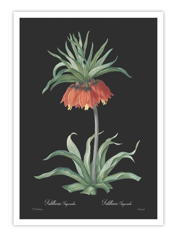 Wall Prints - Fritillaria imperialis - Dark