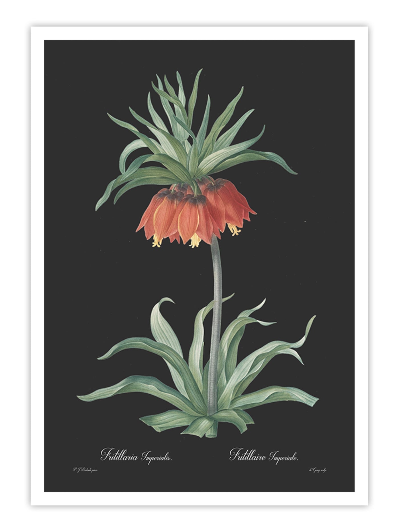 Fritillaria imperialis - Dark Wall Prints
