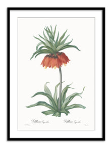 Wall Prints - Fritillaria imperialis
