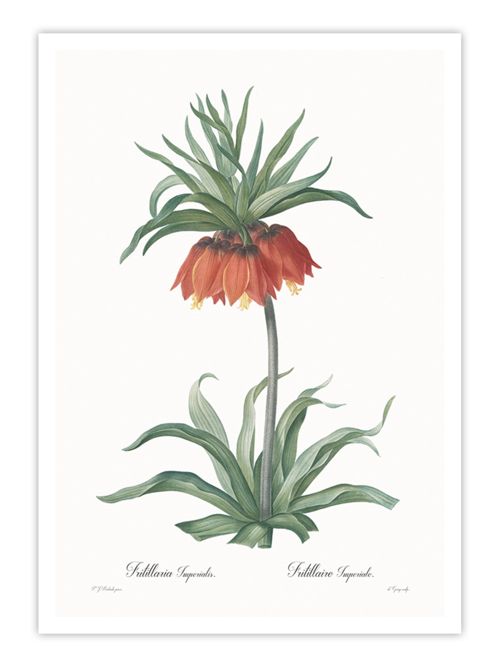 Wall Prints - Fritillaria imperialis