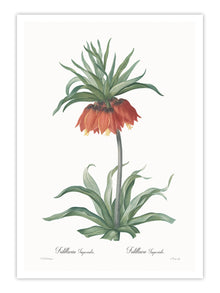 Wall Prints - Fritillaria imperialis