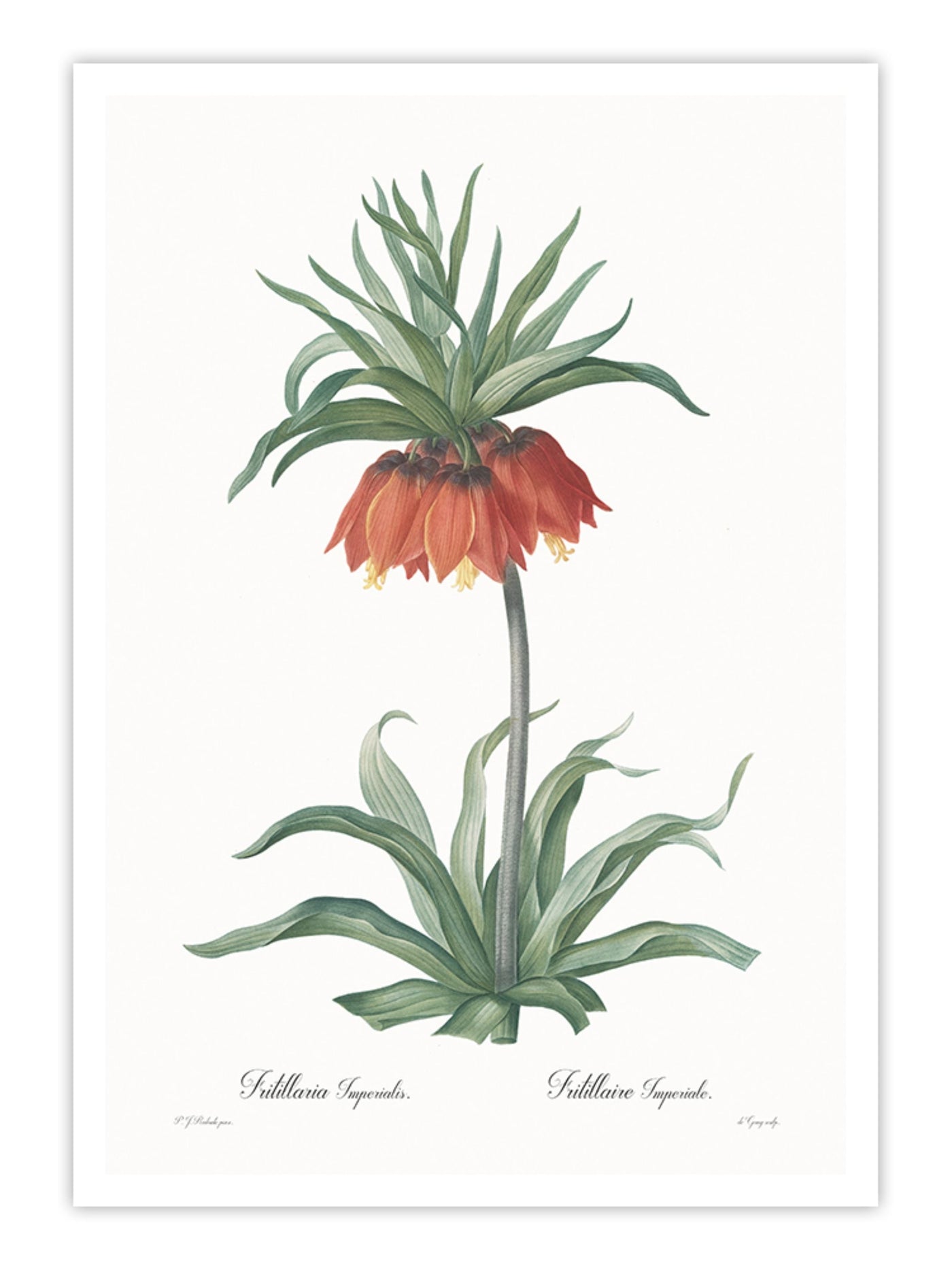 Fritillaria imperialis Wall Prints