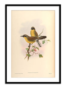 Wall Prints - Garrulax Galbanus